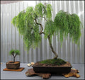Live Dwarf Australian Weeping Willow Bonsai Tree - Fast Growing, Indoor/Outdoor - Salix babylonica 'Nana'