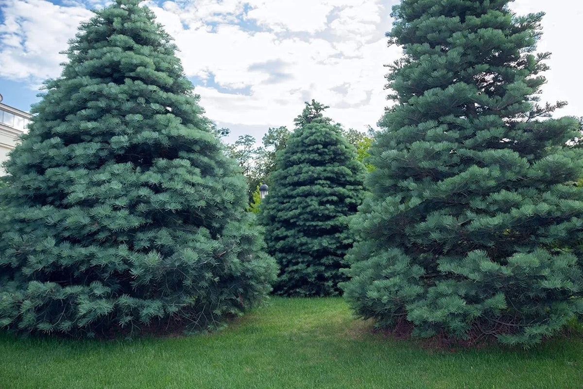 30 White Fir Seeds for Planting, Abies concolor, Eco-Friendly, High Germination Rate, Perfect for Landscaping