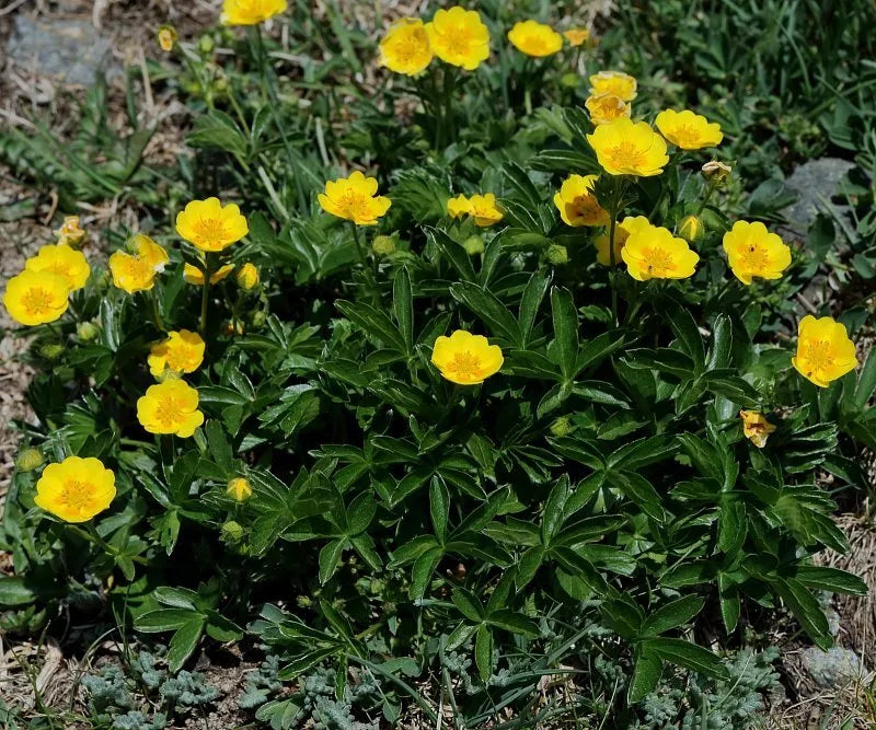 Aurea Potentilla Perennial Seeds - 5000 Count - Potentilla aurea - Hardy Perennial for Garden or Landscape