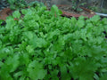 Non-GMO Cilantro Coriander Seeds - Herb Seeds for Gardening - Coriandrum sativum