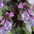 Hyacinth Bean Seeds - 5 Pack, Ruby Moon Variety, Lablab purpureus