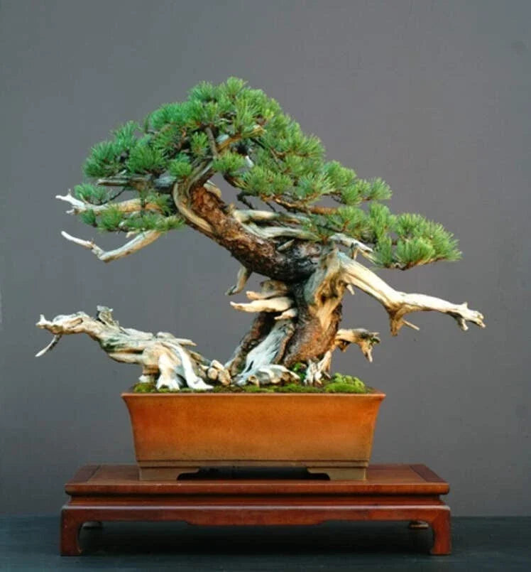 Dwarf Mugo Pine Bonsai Tree Seeds - 30 Pack - Pinus mugo pumilio - Grow Your Own Bonsai Tree