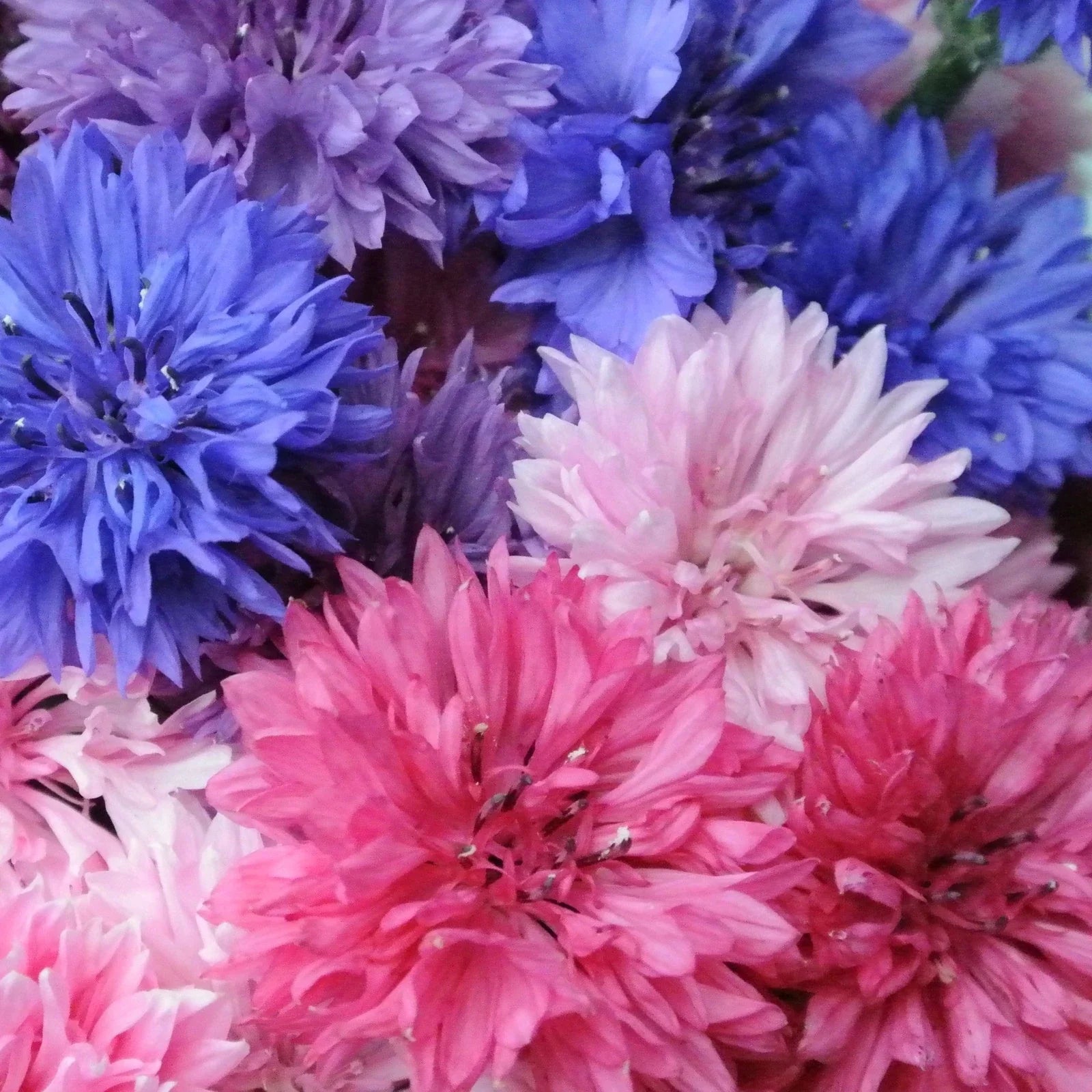 Cotton Candy Mix Bachelor Button Seeds - Tall Variety for 2025 Planting - Centaurea