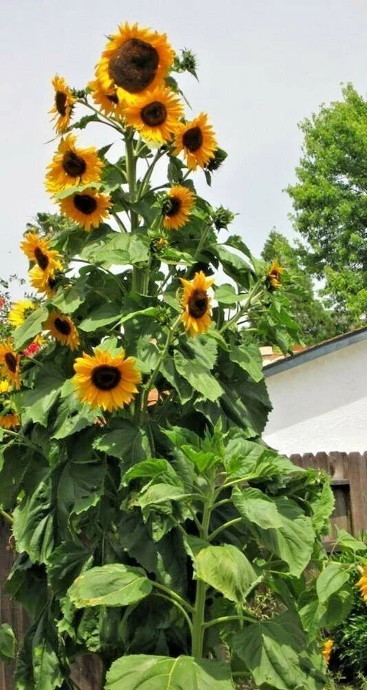 Skyscraper Sunflower Seeds - 25 Heirloom, Non-GMO, Fresh - Helianthus annuus