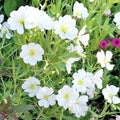 Pale Evening Primrose Flower Seeds - 300+ Drought-Resistant Wildflower Groundcover Seeds (Oenothera pallida)