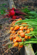 Parisian Carrot Seeds Bulk 1000 Count Packet, Tender Round Globes, Sweet & Tasty - Daucus carota
