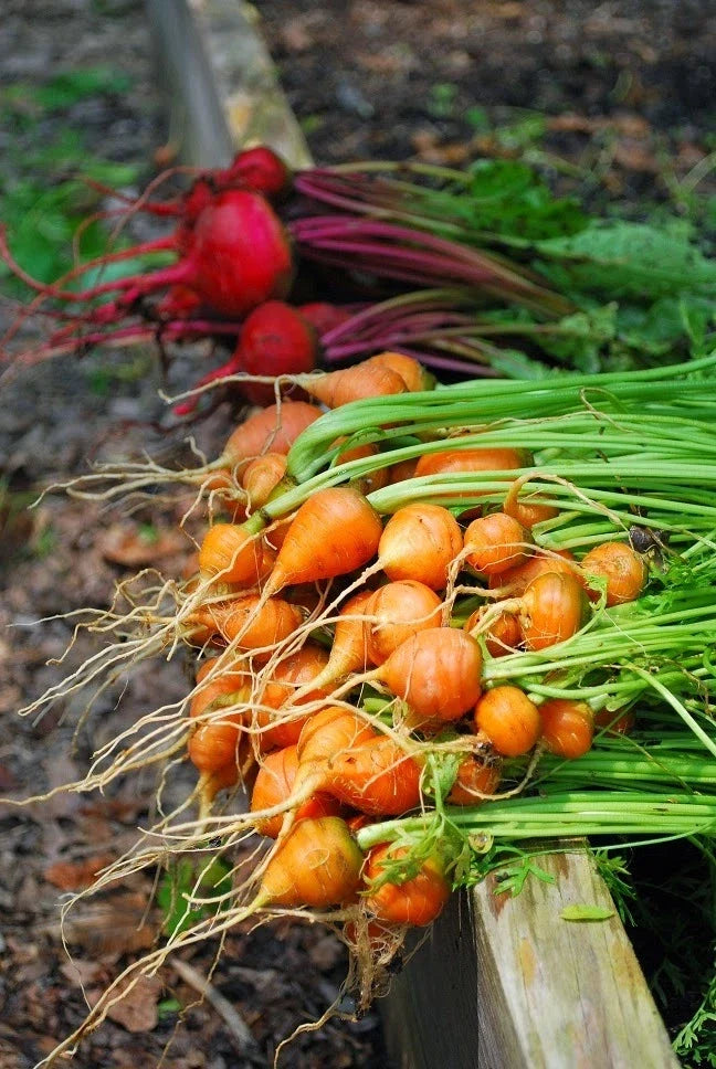 Parisian Carrot Seeds Bulk 1000 Count Packet, Tender Round Globes, Sweet & Tasty - Daucus carota