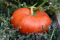 Cinderella Pumpkin Seeds - Pumpkin Pie Variety - Rouge Vif d'Etampes - Ideal for Halloween - FREE SHIP