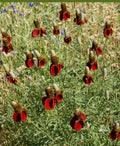Dwarf Red Coneflower Seeds - Non-GMO Perennial Wildflower for Pollinators - 500 Seeds, Echinacea purpurea