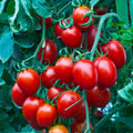 Small Cherry Tomato Seeds - Organic Heirloom Non-GMO - 10+ Pack - Sweet Variety