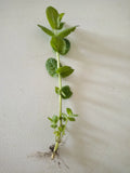 Apple Mint Cuttings - 15 Wooly Mint (Mentha suaveolens) Ready to Plant - Fresh Herb Garden Starter
