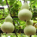 Martin Birdhouse Gourd Seeds - 5+ Heirloom Non-GMO Seeds - Genuine USA, Ideal for Birdhouses (Lagenaria siceraria)