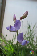 50+ Lathyrus paranensis Annual Sweet Pea Seeds - Heirloom Garden Seeds - Non-GMO - USA