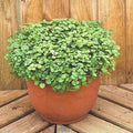 Organic Watercress Seeds - 2000+ Non-GMO Indoor Herb for Container & Shade Garden (Nasturtium officinale)