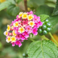 Lantana Chapel Hill Pink Huff Plugs 3-5" Cold-Hardy Groundcover Plant (Lantana camara) - No Ship to NM, AK, HI, PR, ID, MT, UT