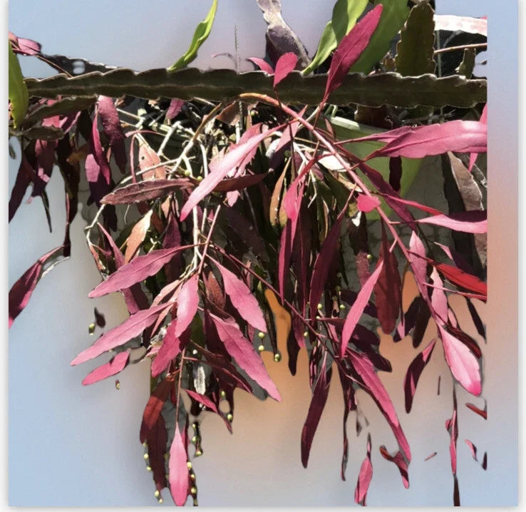 Fresh Cut Pseudorhipsalis Rhipsalis Ramulosa Red - Unique Tropical Succulent Clippings for Home Decor or Plant Collections