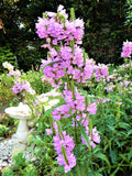 Obedient Plant - Shallow Water Plants - 10 Live Plants - Physostegia virginiana - False Dragonhead