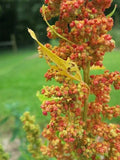 Lambsquarters Seeds for Planting (100 Seeds) - Chenopodium Album, Edible Greens, Organic, Heirloom, Non-GMO