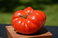 German Johnson Tomato Seeds - 120+ Non-GMO Organic Heirloom Seeds - Perfect for Home Gardening