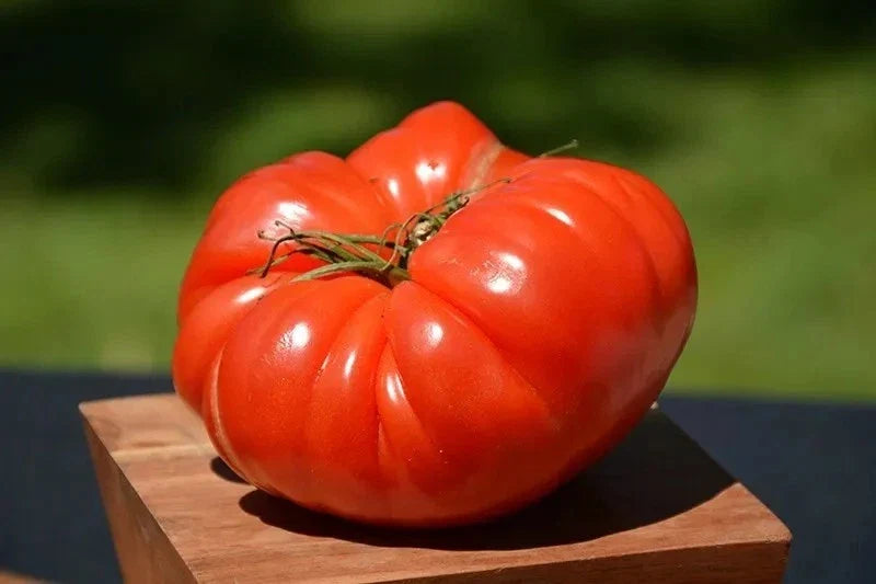 German Johnson Tomato Seeds - 120+ Non-GMO Organic Heirloom Seeds - Perfect for Home Gardening