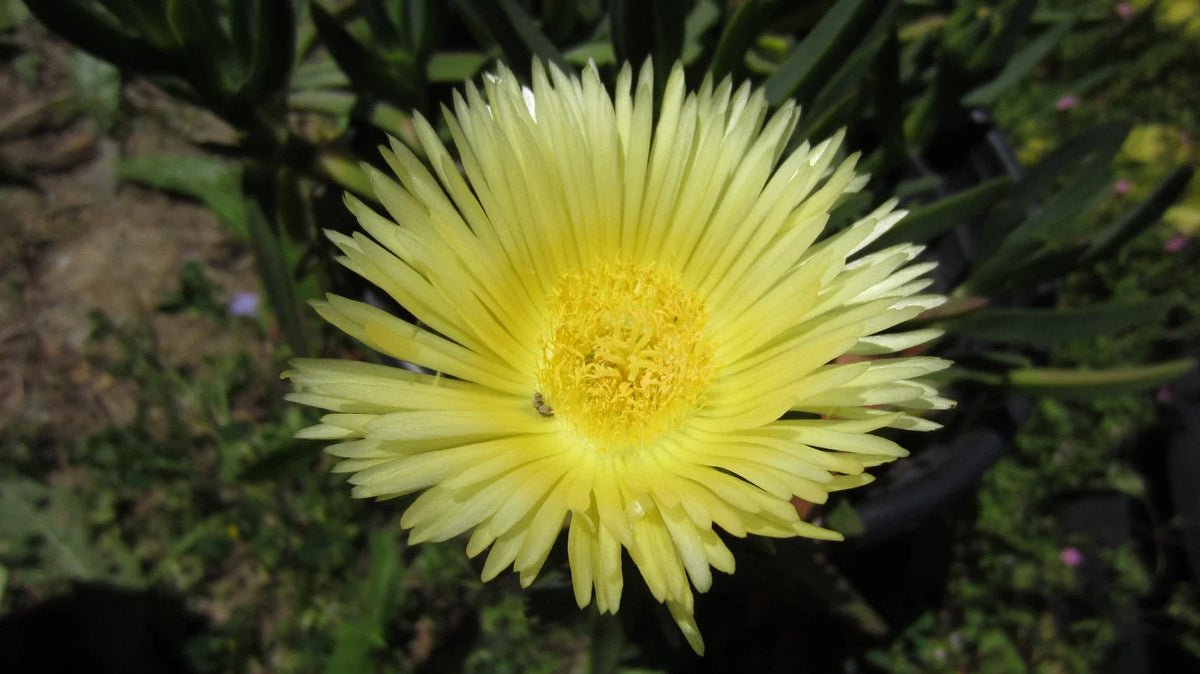 Ice Plant Cuttings - 5'' Yellow Unrooted Succulent Cuttings, Sour Fig, Cape Fig (Mesembryanthemum crystallinum)