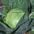 Late Flat Dutch Cabbage Seeds - 1000+ Heirloom NON-GMO Seeds - Brassica oleracea