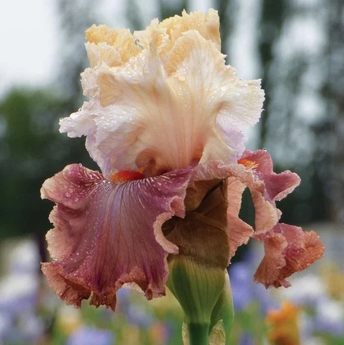 Iris Rhizome - Champagne and Strawberries Variety - Iris Germanica - Perennial Flower Plant