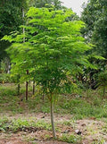 Moringa Tree Seeds - 30 Pack - Fast Growing, Easy to Grow - Moringa oleifera
