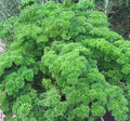 Moss Curled Parsley Seeds, Heirloom Non-GMO, 500 Seeds - Petroselinum crispum