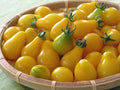 Yellow Pear Tomato Seeds - Heirloom, Non-GMO, 500+ Seeds - Tasty Variety for Home Gardening