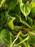 Philodendron Brasil Cordatum - Brazilian Pothos - Heart Leaf Plant - Indoor Houseplant