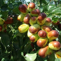 Jujube Cuttings - 10pcs+ - Sherwood Variety - Chinese Red Date - Ziziphus jujuba