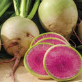 Watermelon Radish 100 Seeds | Heirloom Non-GMO Variety | Free Shipping | Raphanus sativus