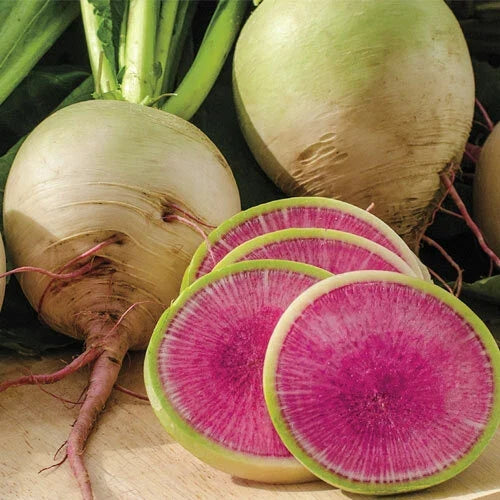 Watermelon Radish 100 Seeds | Heirloom Non-GMO Variety | Free Shipping | Raphanus sativus