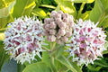 Showy Milkweed Seeds (50 Seeds) - Asclepias speciosa - Native Pollinator Plant, Butterfly Attractant, Perennial Wildflower