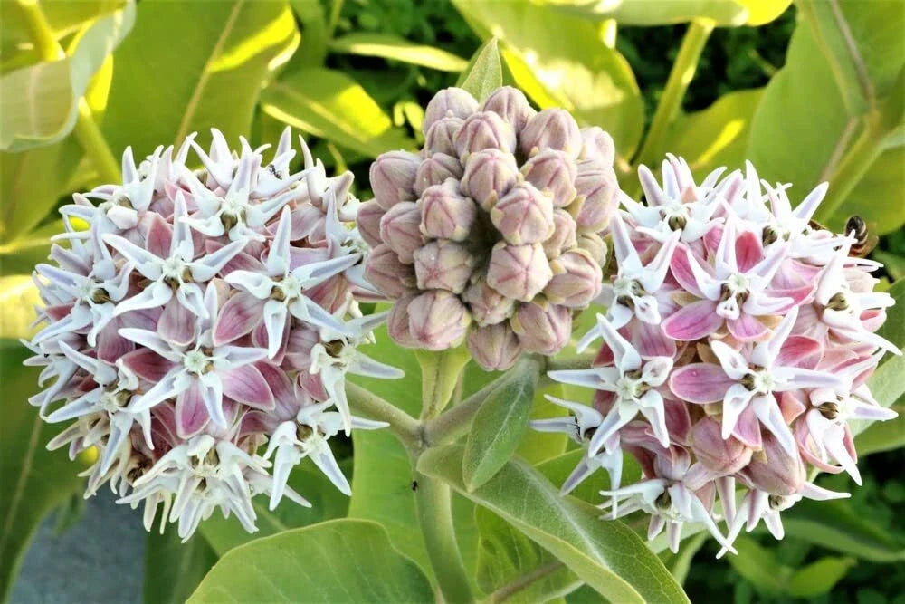 Showy Milkweed Seeds (50 Seeds) - Asclepias speciosa - Native Pollinator Plant, Butterfly Attractant, Perennial Wildflower