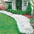 Snow in Summer Seeds, 250+ Count, Carpet of Snow, Exotic Garden Flowers, Made in USA, Cerastium tomentosum