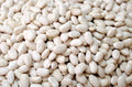 Navy Bean Seeds - 50 Count - White Kidney Beans - Phaseolus vulgaris
