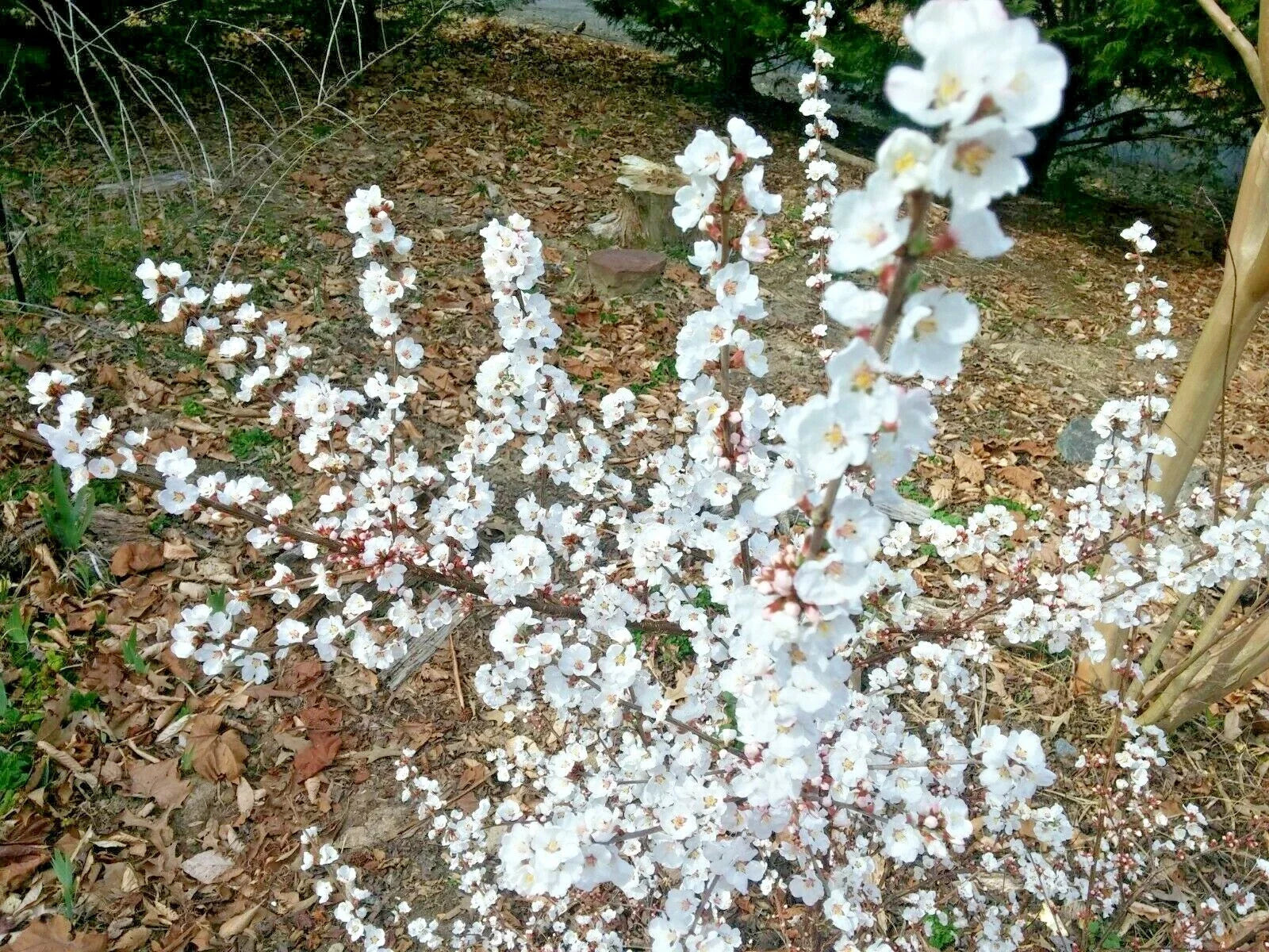 Unrooted Cuttings 10 Thin Semi-Hardwood Dwarf Nanking Cherry Prunus Tomentosa