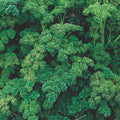 Triple Curled Parsley Herb Seeds - 1000+ Fresh Seeds - Petroselinum crispum