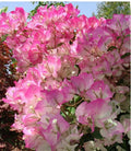 Cherry Blossom Bougainvillea Starter Plant - Small Rooted Plug - Bougainvillea glabra