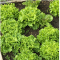 Oakleaf Lettuce Seeds - 250+ Non-GMO Seeds - Heirloom Variety - Lactuca sativa - Free Shipping USA