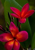 Red Root Plumeria Plant in 3-Inch Pot - Rooted, Winter Drop Leaves, Plumeria rubra