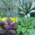 Heirloom Microgreens Garden Blend - 4 Types Kale, Non-GMO, 200 Seeds, Nutrient-Rich Sprouts for Healthy Eating