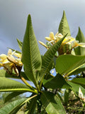 Yellow Plumeria Starter Cutting | Triple Head | Fresh Plant Cutting | Plumeria spp.