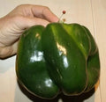 Emerald Giant Bell Pepper Seeds - 120+ Count - Sweet, Non-GMO, Heirloom, Organic - Capsicum annuum