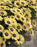 Yellow African Daisy Plant, Yellow and Purple, Osteospermum, 1 plant in Pot