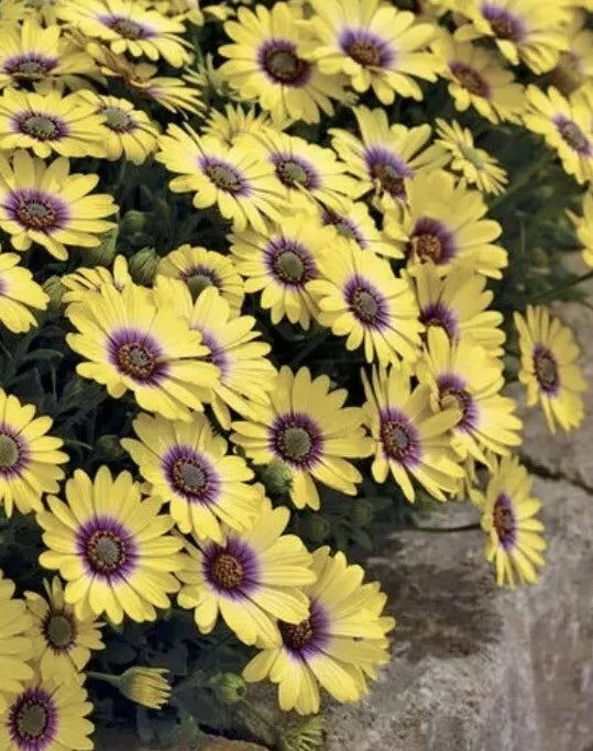 Yellow African Daisy Plant, Yellow and Purple, Osteospermum, 1 plant in Pot