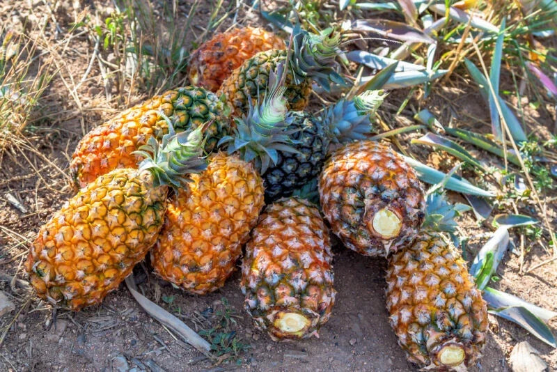 Pernambuco Pineapple Seeds - 15+ Premium Seeds for Garden Planting - Ananas comosus - USA Free Shipping