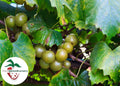 Late Fry Muscadine Grape Vine - Bare Root Live Plant - 2 Year Old - Vitis rotundifolia